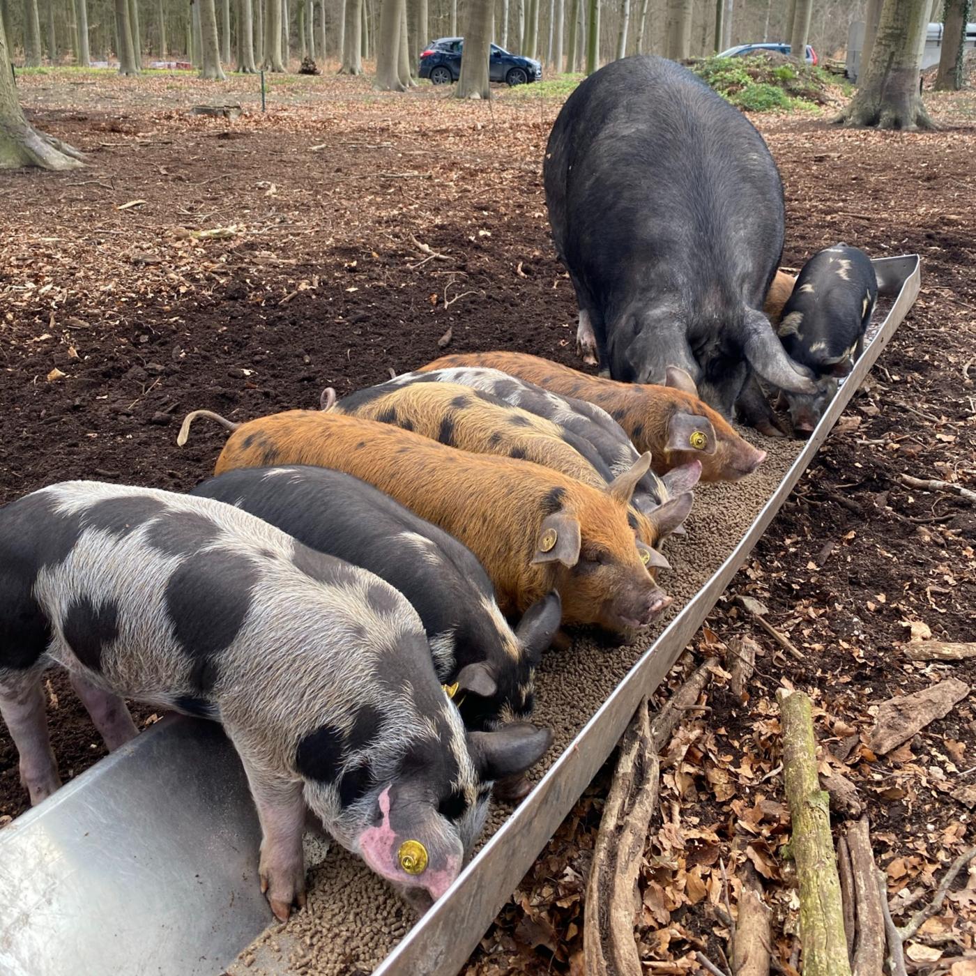 #41: Op bezoek bij de buitengewone varkens van Josse Haarhuis aflevering artwork