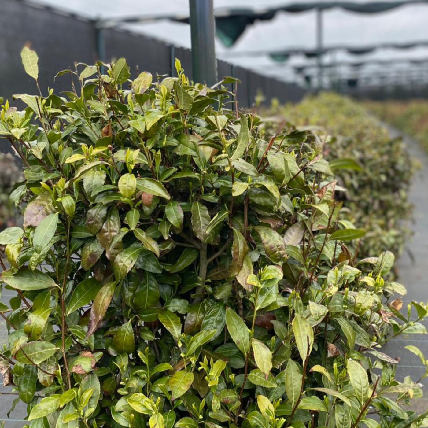 #43: Op bezoek bij de eerste Nederlandse theeplantage aflevering artwork