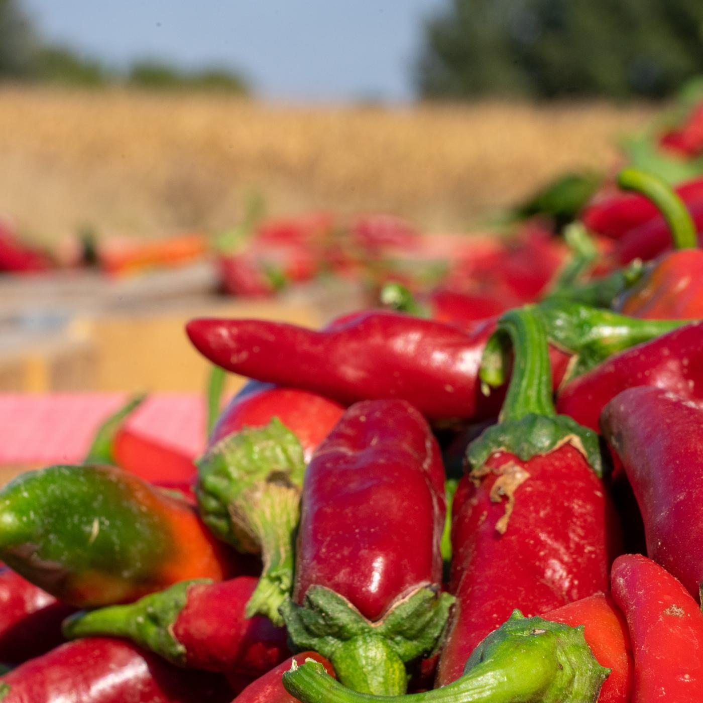 #53: The Good Spice: naar Hongarije voor paprikapoeder aflevering artwork